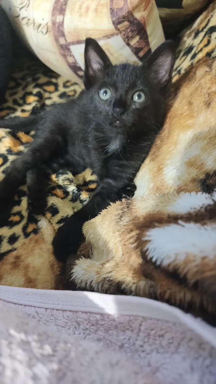 Gato raça SRD-ViraLata idade 2 a 6 meses nome Moana