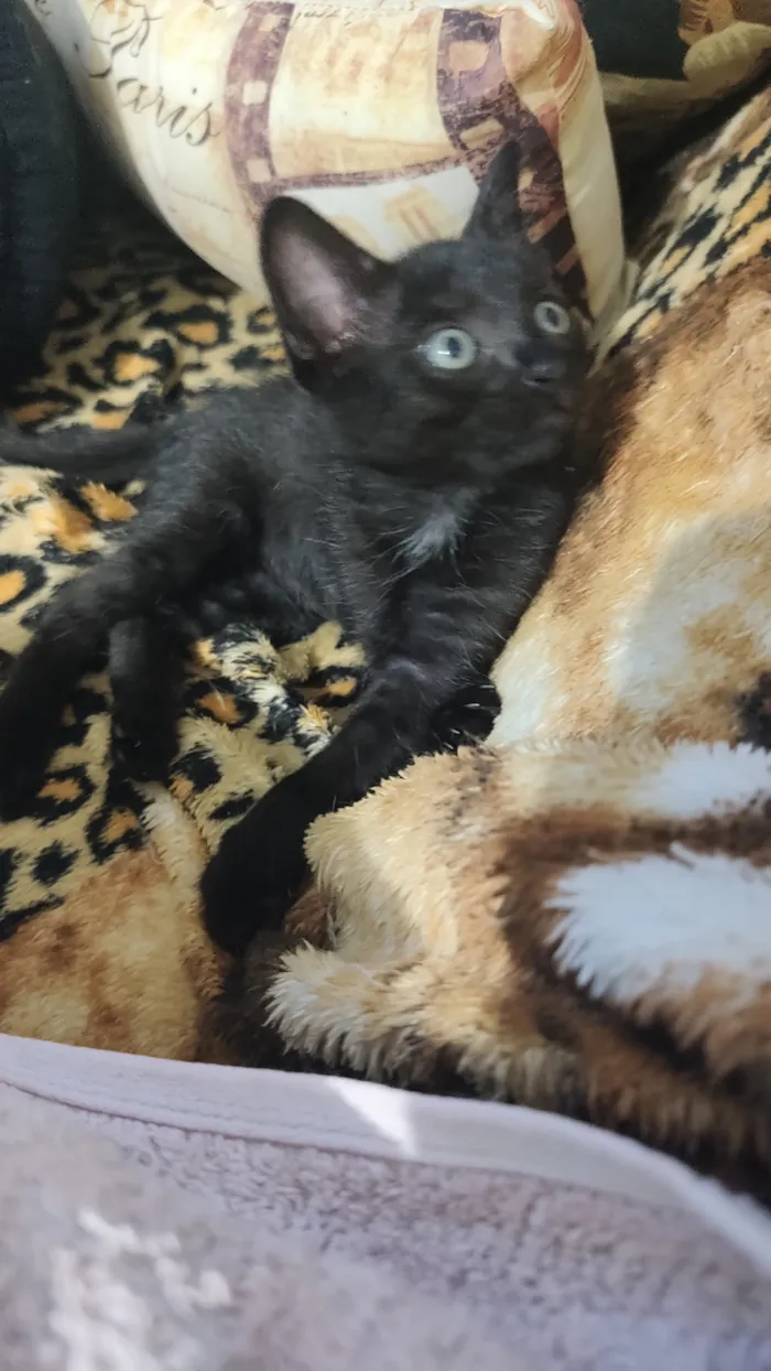 Gato raça SRD-ViraLata idade 2 a 6 meses nome Moana