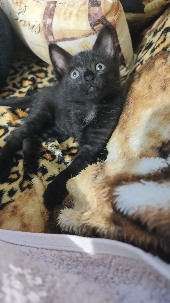 Gato raça SRD-ViraLata idade 2 a 6 meses nome Moana