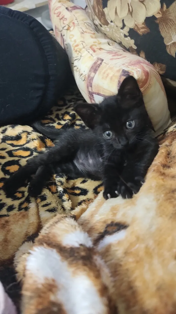 Gato raça SRD-ViraLata idade 2 a 6 meses nome Moana