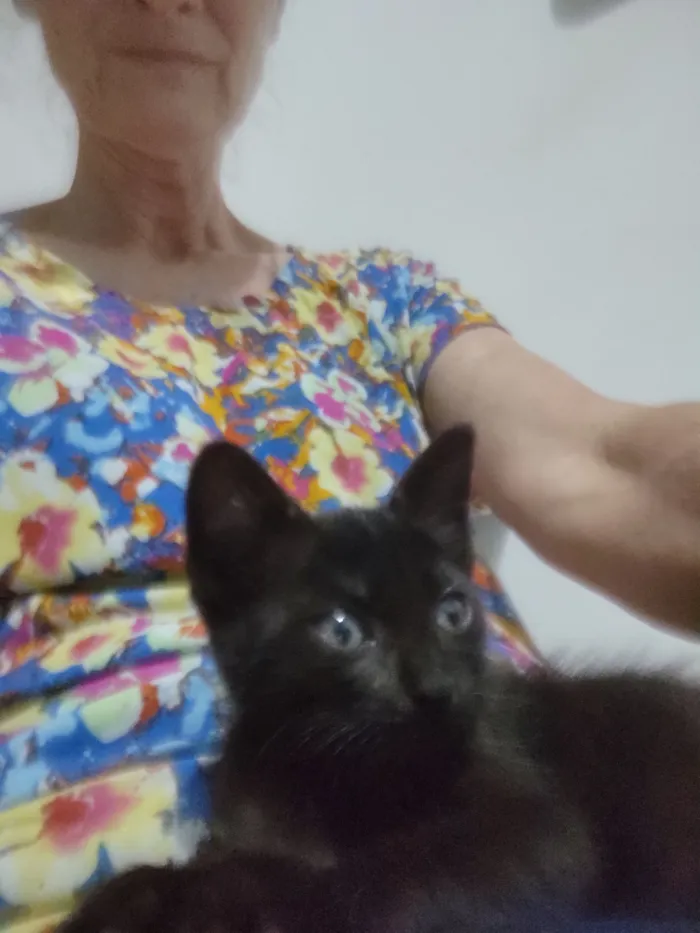 Gato raça SRD-ViraLata idade 2 a 6 meses nome Moana