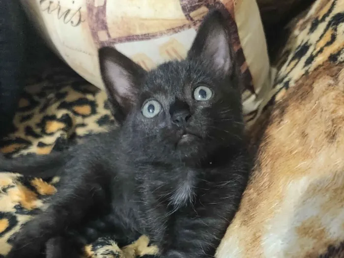 Gato raça SRD-ViraLata idade 2 a 6 meses nome Moana