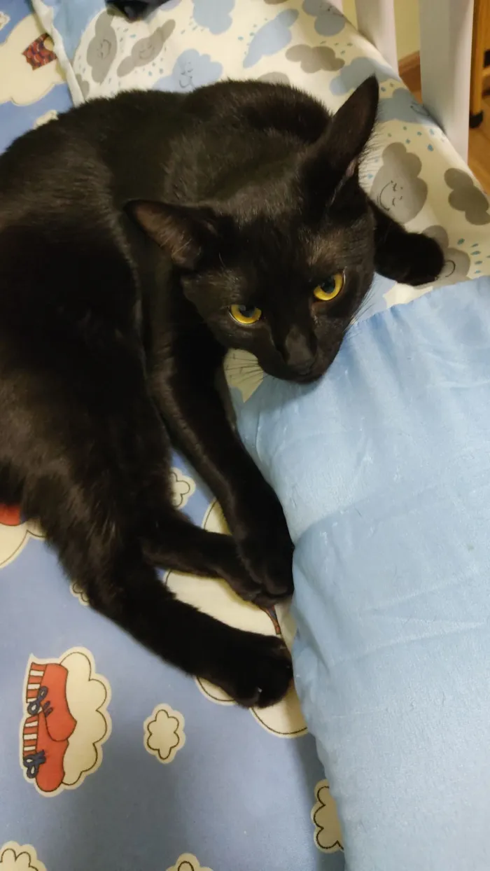 Gato raça SRD-ViraLata idade 3 anos nome Breu