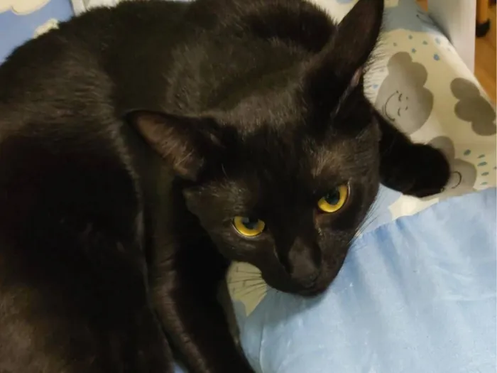 Gato raça SRD-ViraLata idade 3 anos nome Breu