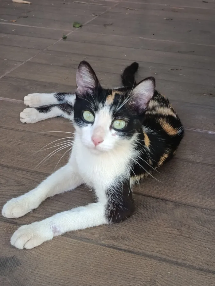 Gato raça SRD-ViraLata idade 2 a 6 meses nome Sem nome