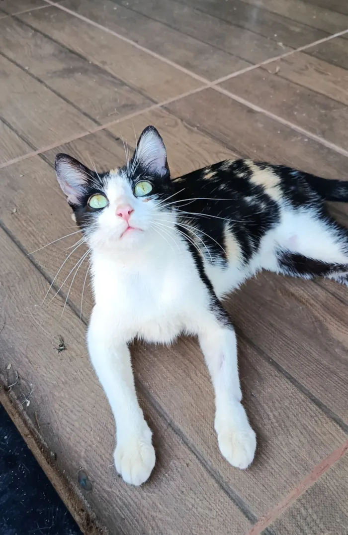 Gato raça SRD-ViraLata idade 2 a 6 meses nome Sem nome