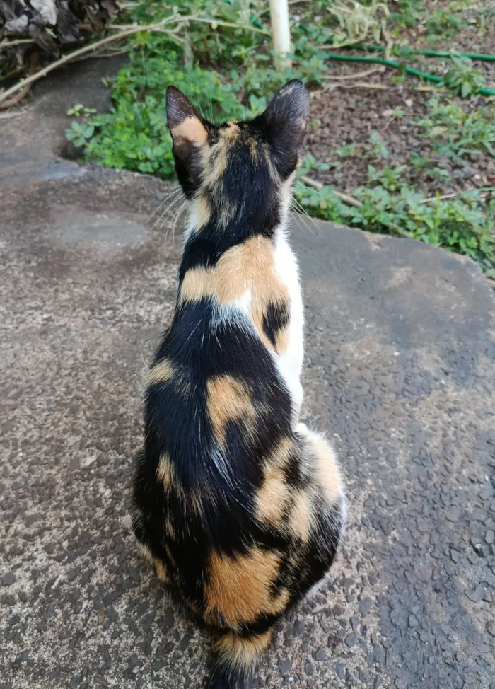 Gato raça SRD-ViraLata idade 2 a 6 meses nome Sem nome