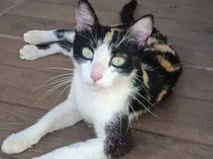 Gato raça SRD-ViraLata idade 2 a 6 meses nome Sem nome