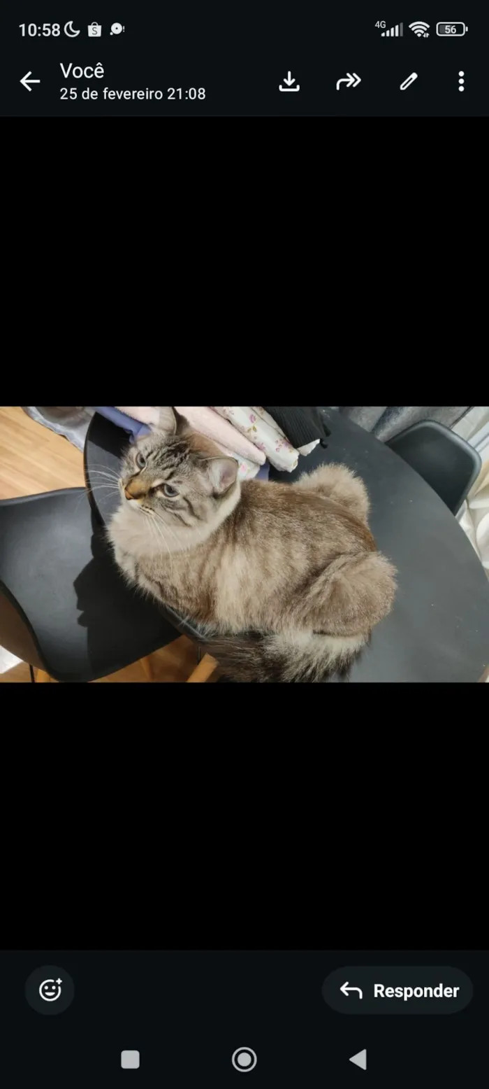 Gato raça SRD-ViraLata idade 3 anos nome Nhoque