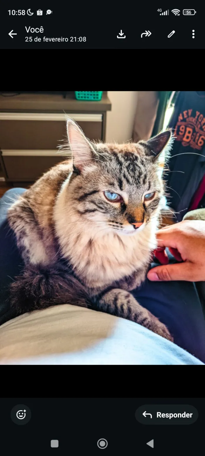 Gato raça SRD-ViraLata idade 3 anos nome Nhoque