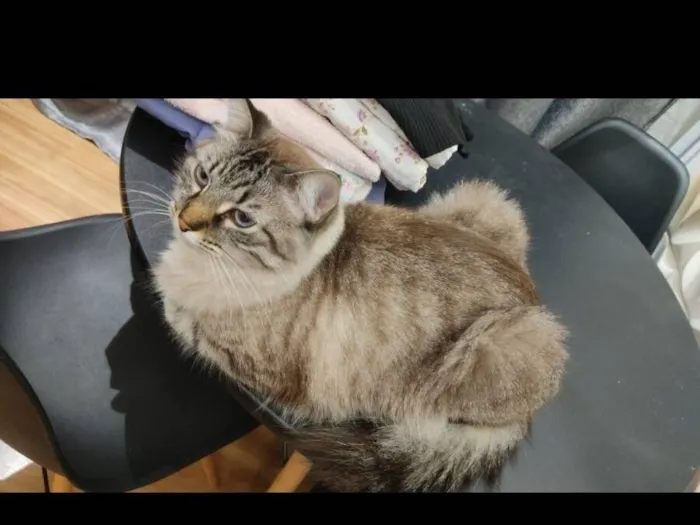 Gato raça SRD-ViraLata idade 3 anos nome Nhoque