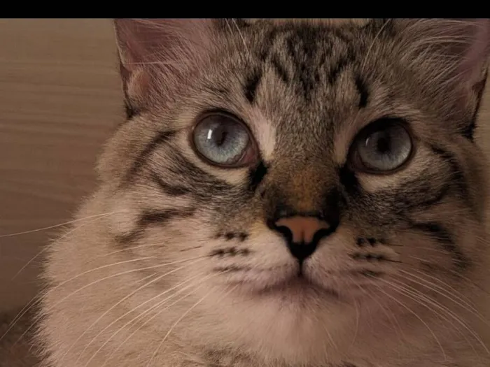 Gato raça SRD-ViraLata idade 3 anos nome Nhoque