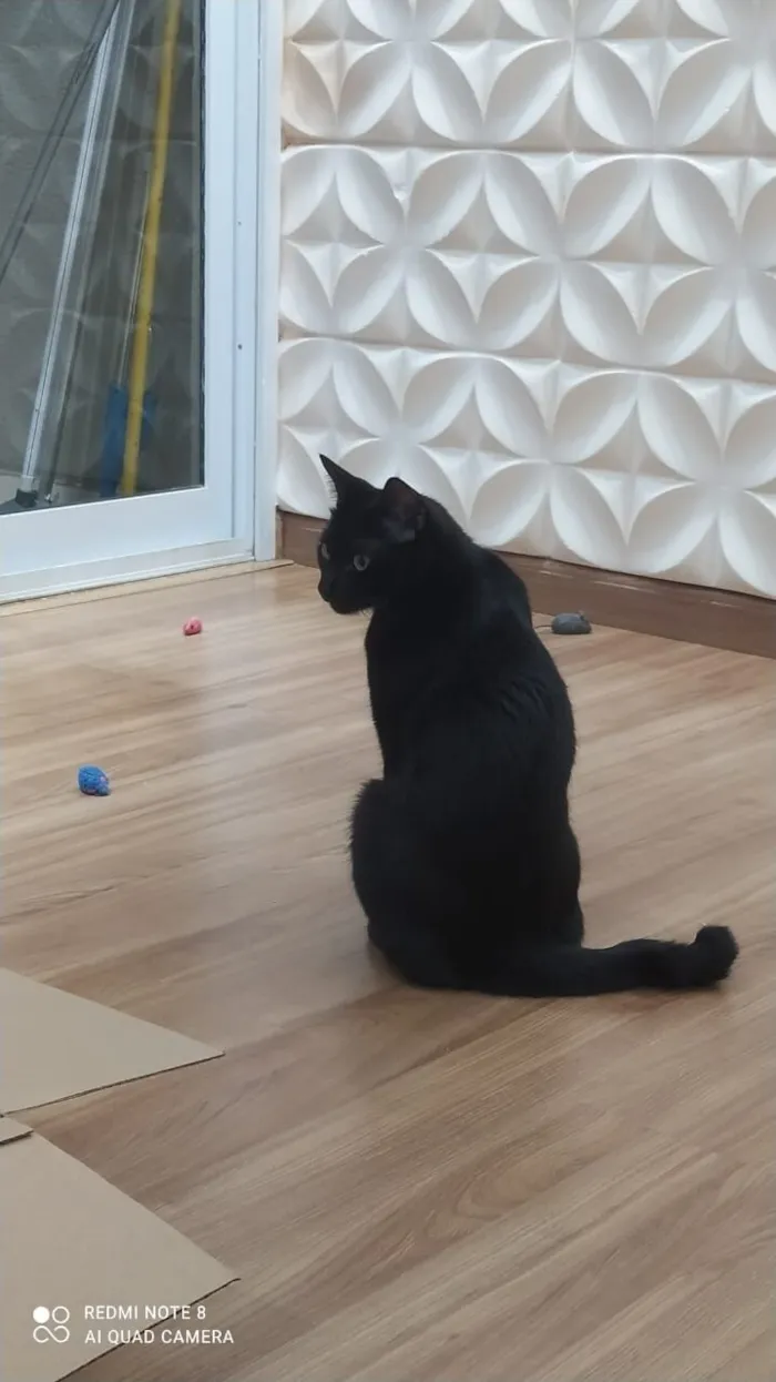 Gato raça SRD-ViraLata idade 3 anos nome Breu