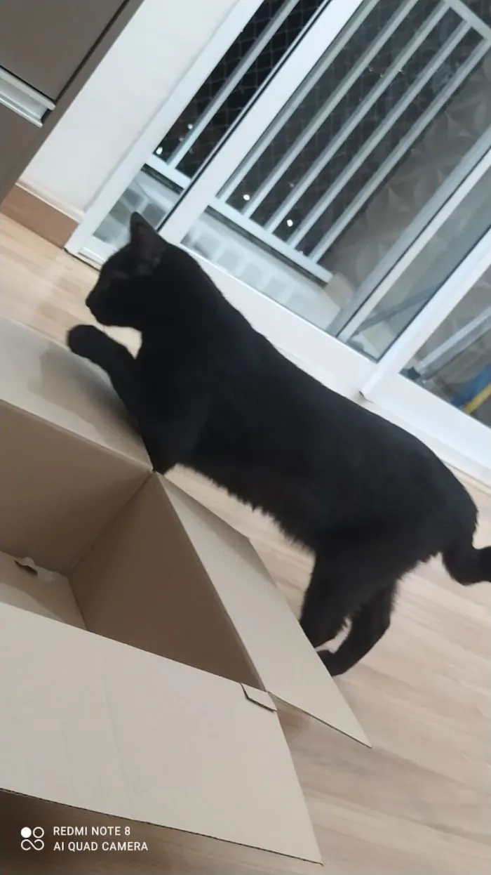 Gato raça SRD-ViraLata idade 3 anos nome Breu