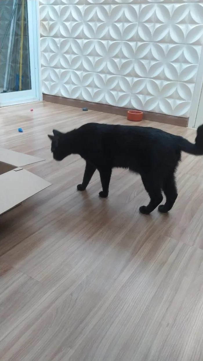 Gato raça SRD-ViraLata idade 3 anos nome Breu