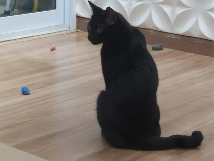 Gato raça SRD-ViraLata idade 3 anos nome Breu