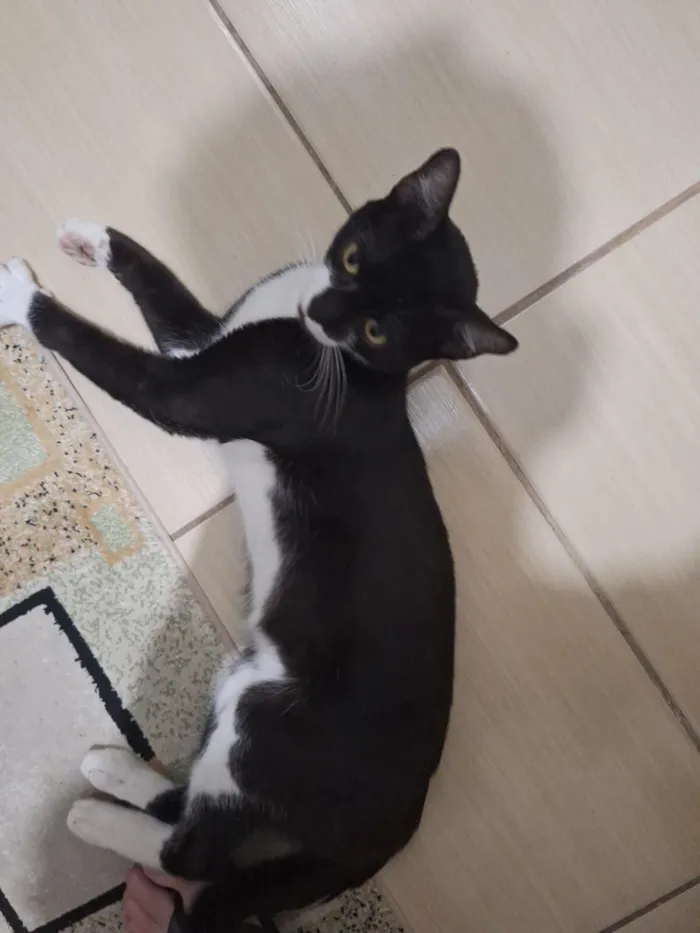 Gato raça SRD-ViraLata idade 1 ano nome João