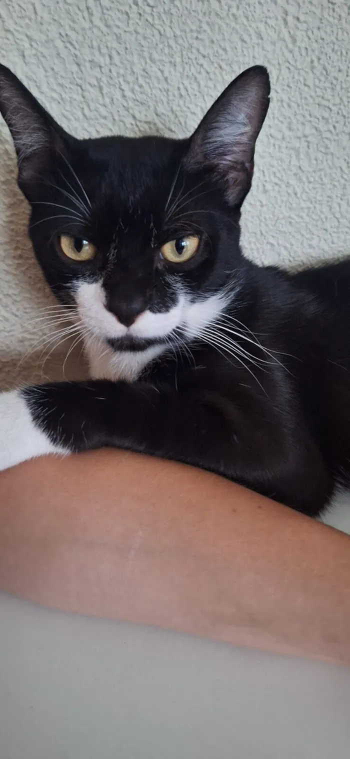 Gato raça SRD-ViraLata idade 1 ano nome João