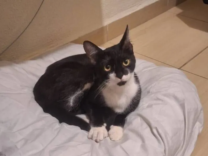 Gato raça SRD-ViraLata idade 1 ano nome João