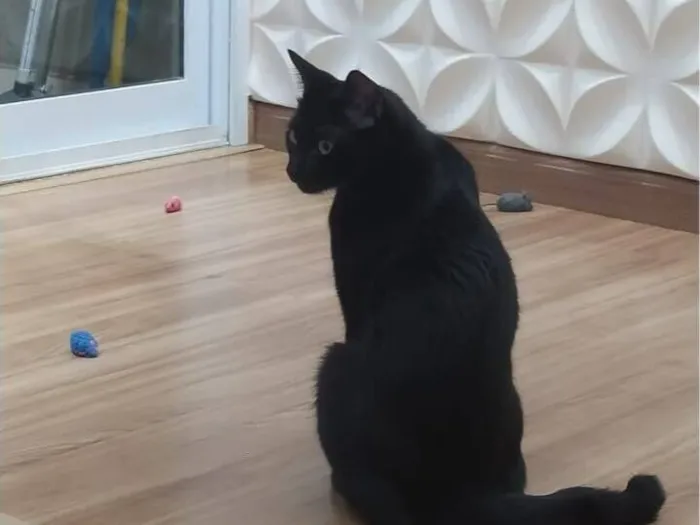 Gato raça SRD-ViraLata idade 3 anos nome Breu