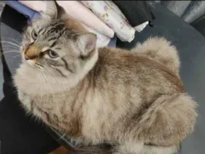 Gato raça SRD-ViraLata idade 3 anos nome Nhoque