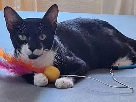 Gato raça SRD-ViraLata idade 1 ano nome João