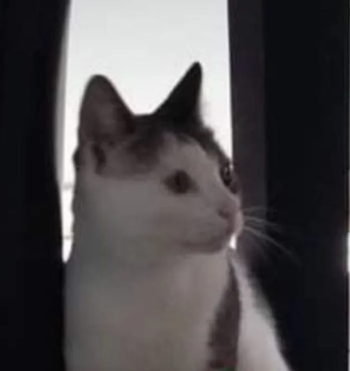 Gato raça SRD-ViraLata idade 2 anos nome James