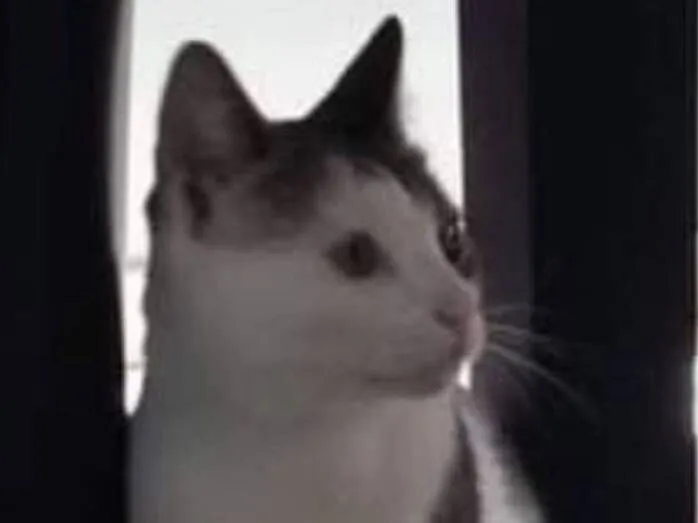 Gato raça SRD-ViraLata idade 2 anos nome James