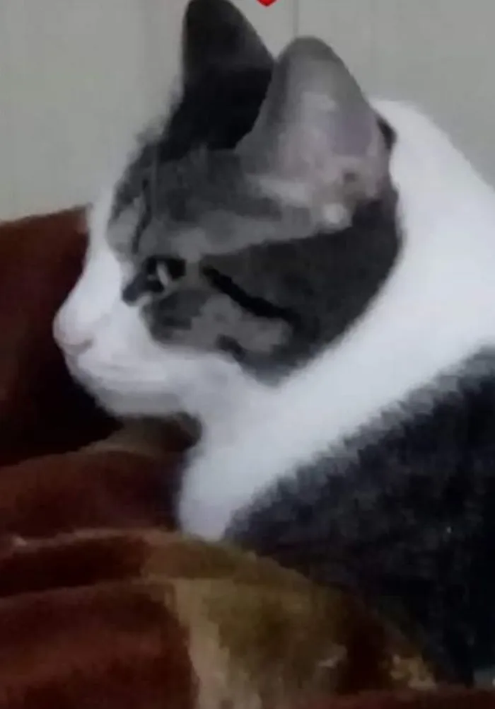 Gato raça SRD-ViraLata idade 2 anos nome James