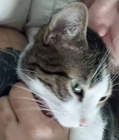 Gato raça SRD-ViraLata idade 2 anos nome James