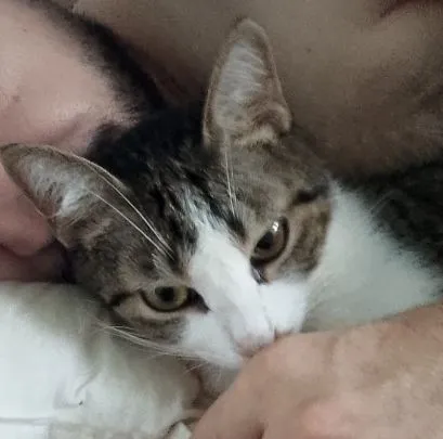 Gato raça SRD-ViraLata idade 2 anos nome James