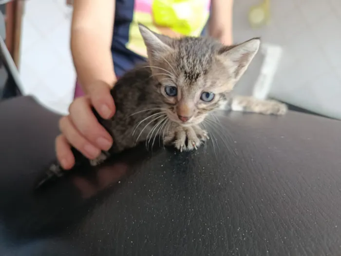 Gato raça SRD-ViraLata idade Abaixo de 2 meses nome Gatinhos para adoção!