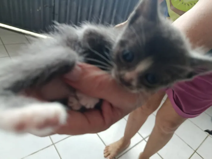 Gato raça SRD-ViraLata idade Abaixo de 2 meses nome Gatinhos para adoção!