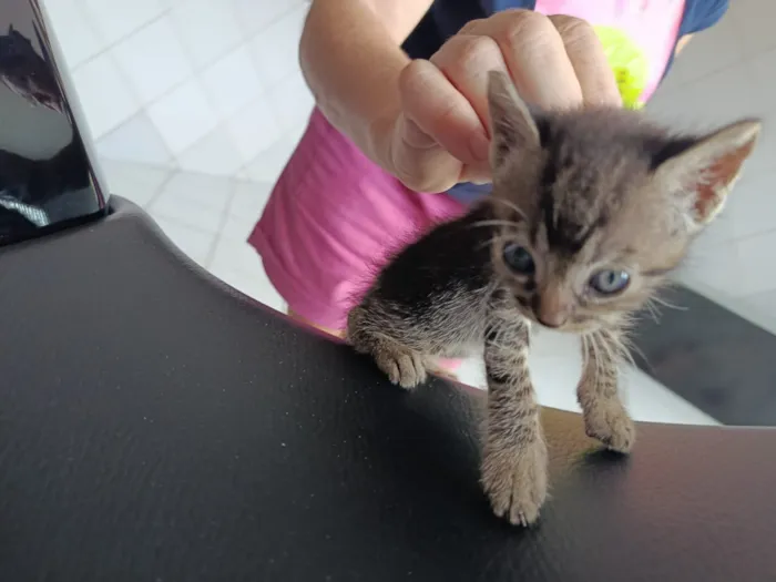 Gato raça SRD-ViraLata idade Abaixo de 2 meses nome Gatinhos para adoção!
