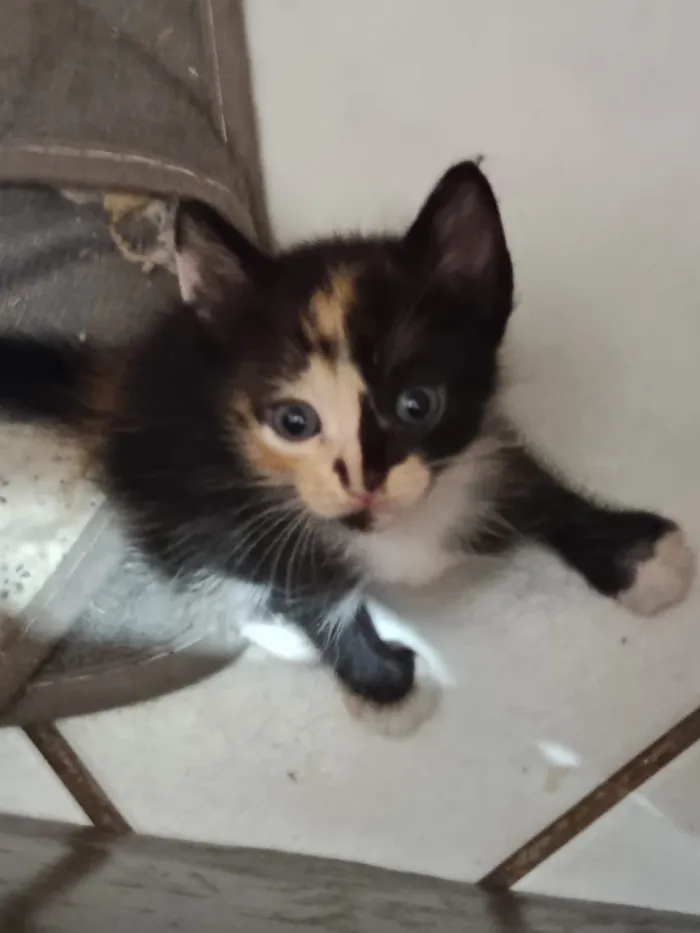 Gato raça SRD-ViraLata idade Abaixo de 2 meses nome Gatinhos para adoção!