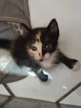 Gatinhos para adoção!
