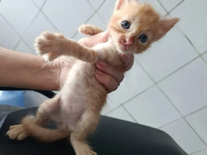 Gato raça SRD-ViraLata idade Abaixo de 2 meses nome Gatinhos para adoção!