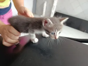 Gato raça SRD-ViraLata idade Abaixo de 2 meses nome Gatinhos para adoção!