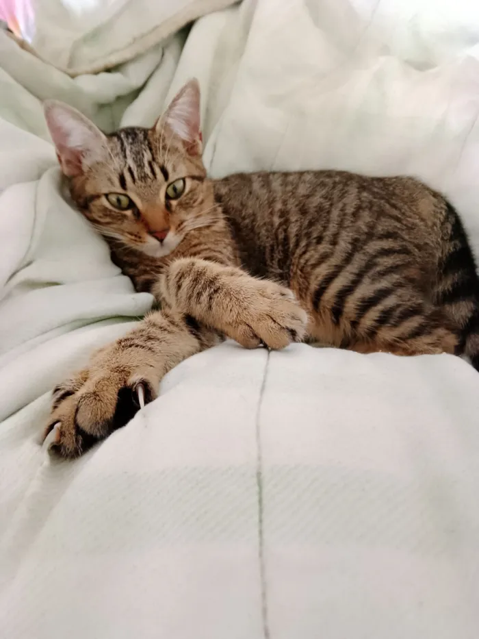 Gato raça SRD-ViraLata idade 7 a 11 meses nome Mana