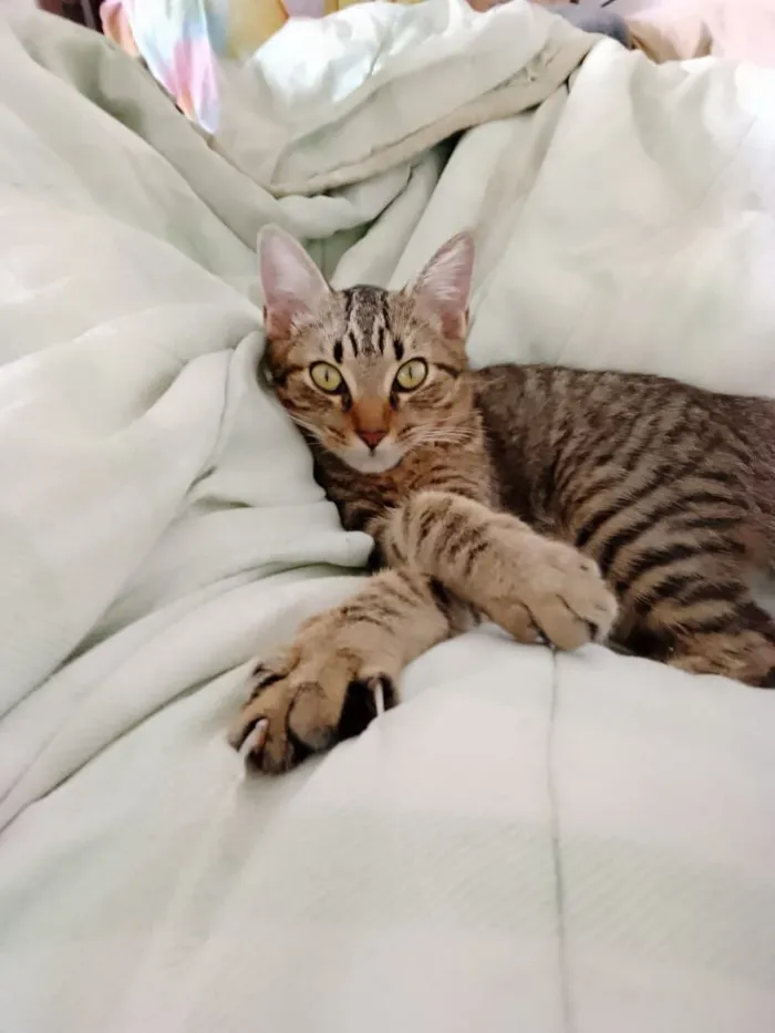 Gato raça SRD-ViraLata idade 7 a 11 meses nome Mana