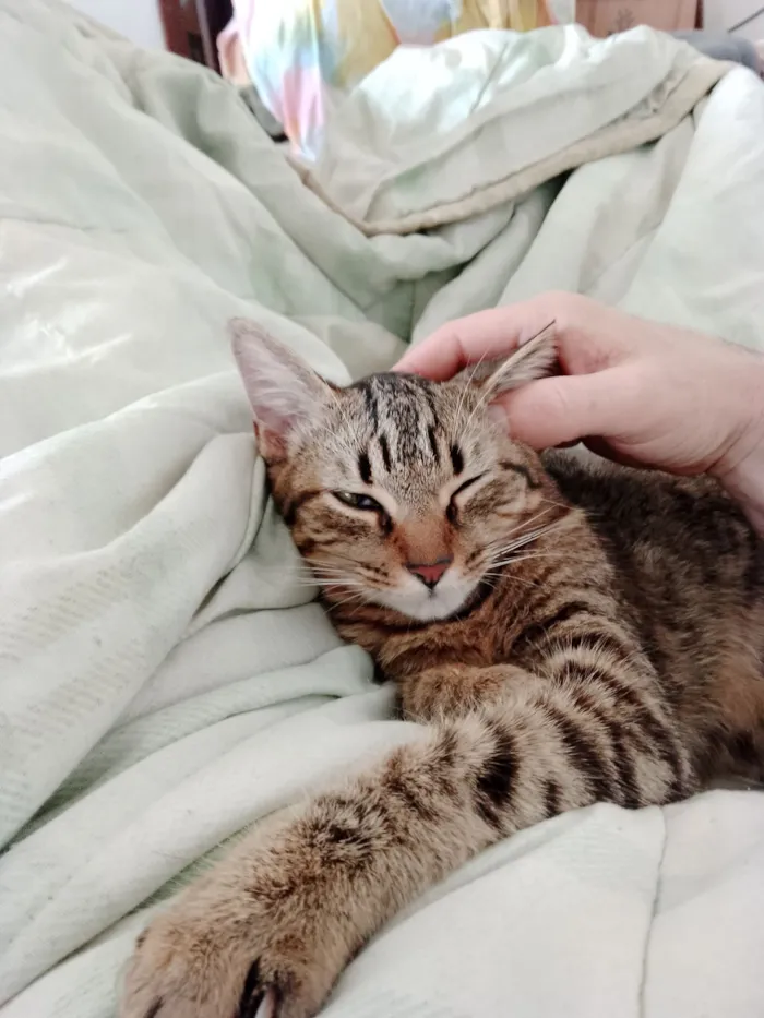 Gato raça SRD-ViraLata idade 7 a 11 meses nome Mana