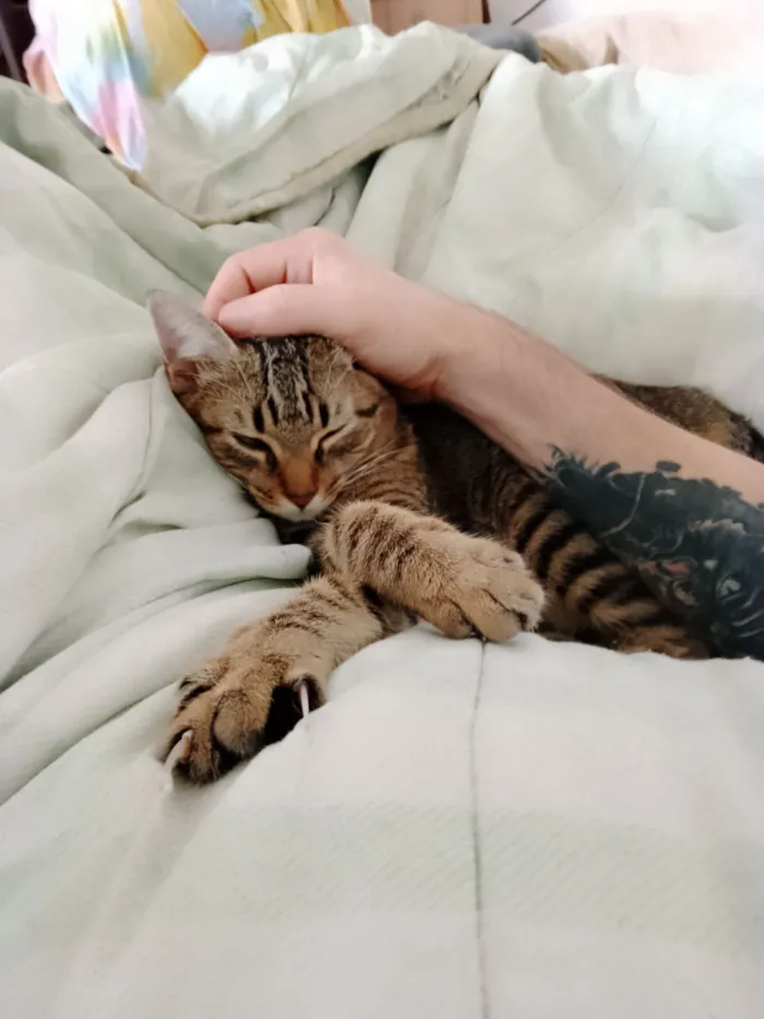 Gato raça SRD-ViraLata idade 7 a 11 meses nome Mana