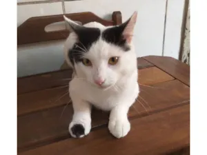 Gato raça SRD-ViraLata idade 1 ano nome Thor 