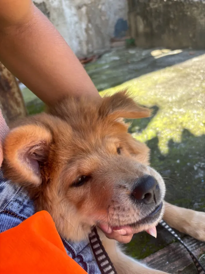 Cachorro raça Chow Chow idade 7 a 11 meses nome Luna