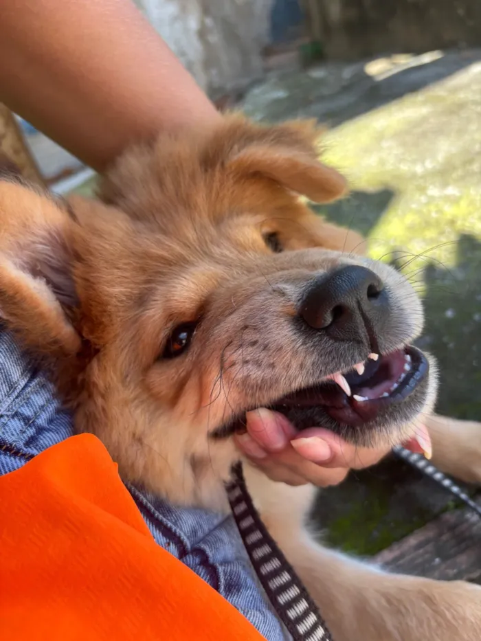 Cachorro raça Chow Chow idade 7 a 11 meses nome Luna