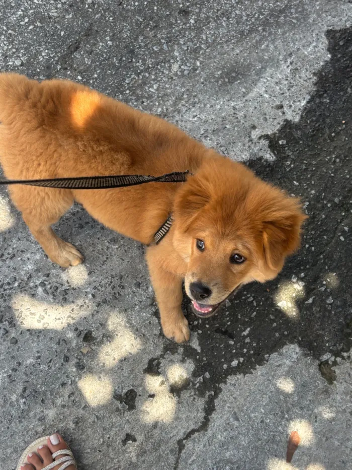 Cachorro raça Chow Chow idade 7 a 11 meses nome Luna
