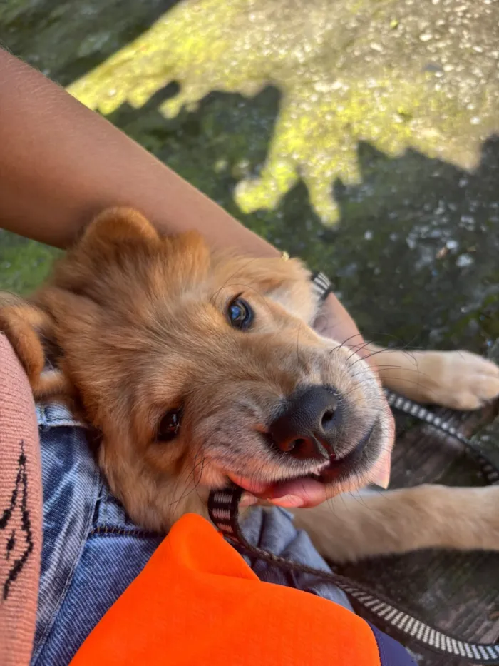 Cachorro raça Chow Chow idade 7 a 11 meses nome Luna