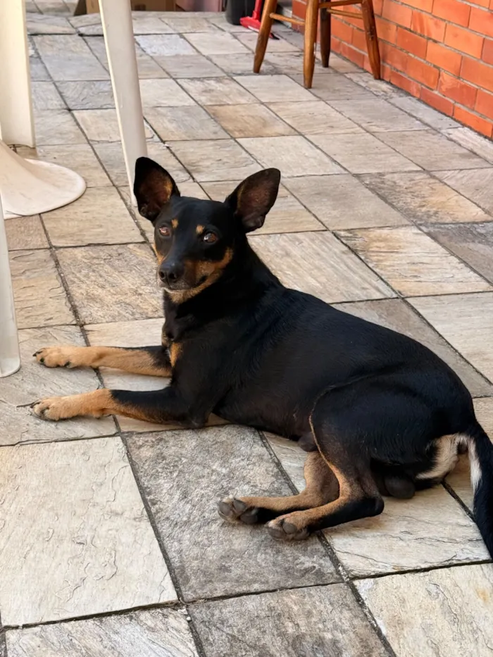 Cachorro raça SRD-ViraLata idade 1 ano nome Sem Nome