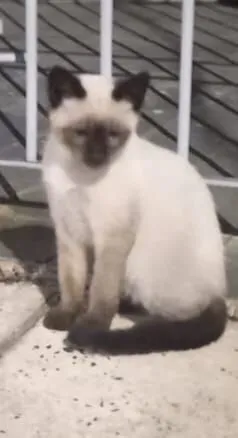 Gato raça Siamês idade 2 a 6 meses nome Bolinha