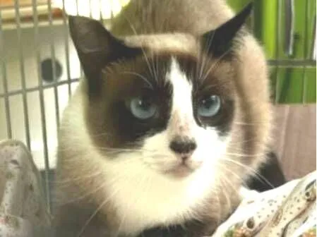 Gato raça SRD-ViraLata idade 3 anos nome Pepita 